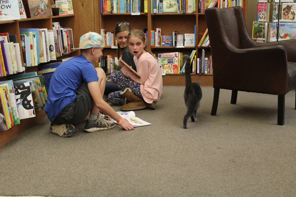 Copperfield's Books cats
